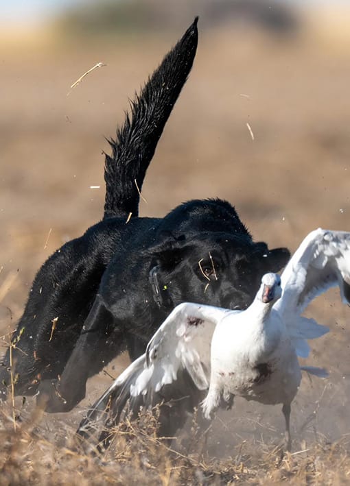 WhatsApp Image 2025-10-11 at 17.43.47 (1) discount duck hunting Canada