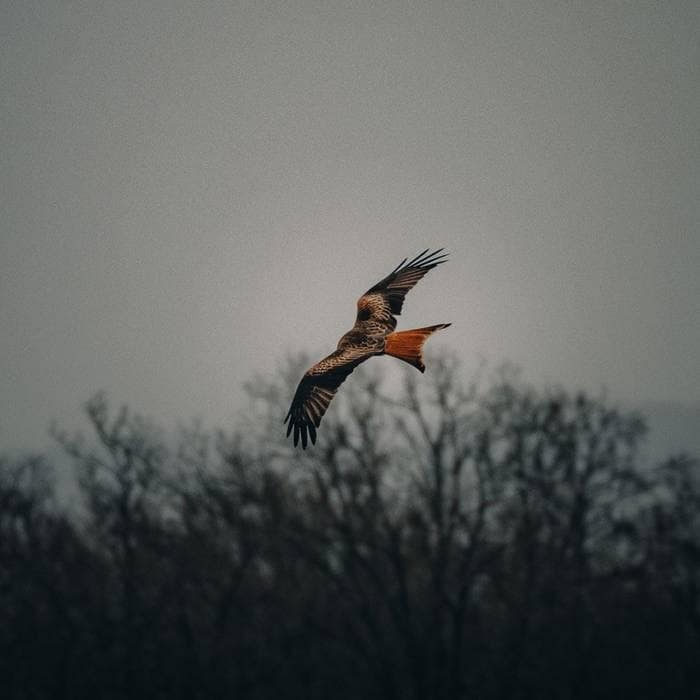 C1477 - What Makes a Great Hunting Outfitter 294