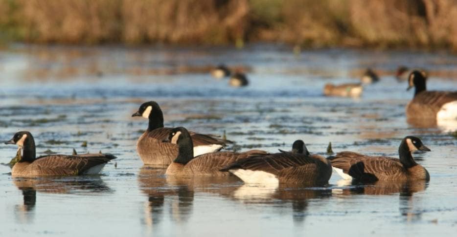 birds swimming