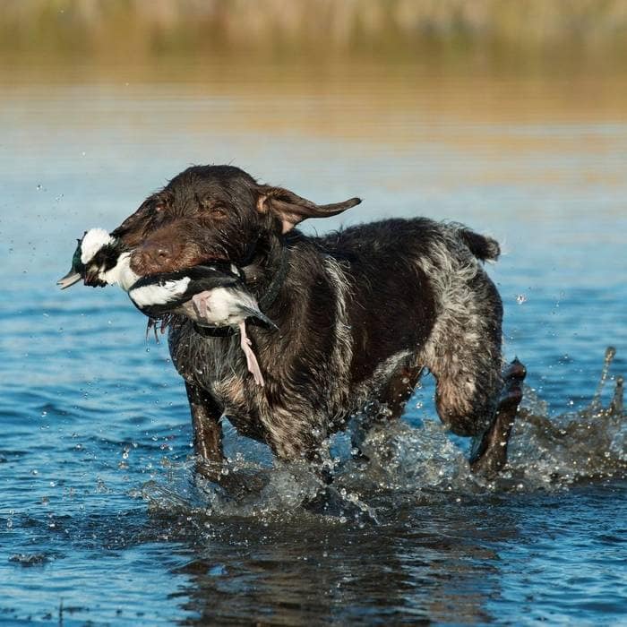 dog has duck on its mouth