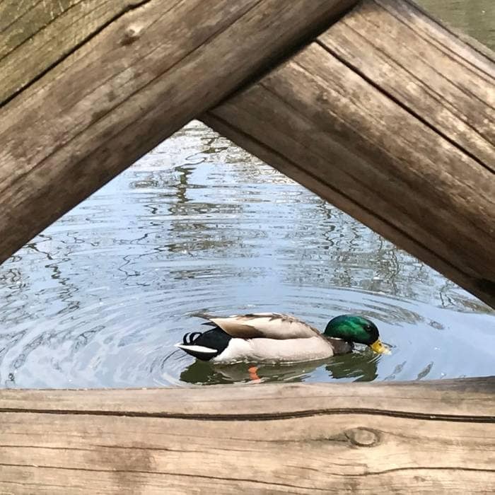 bird in pond