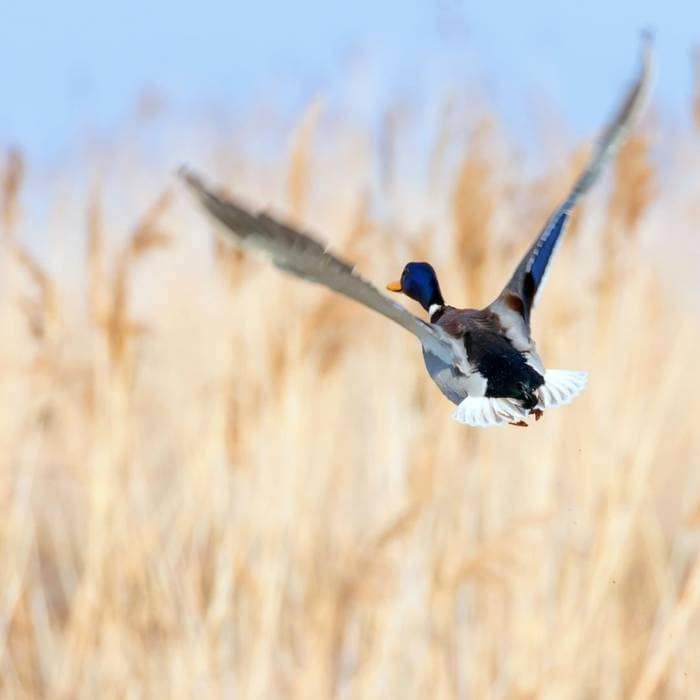 bird flying